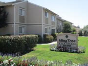 Ming Tree Apartments