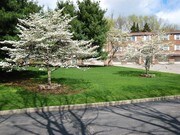 Pine Crest Apartments