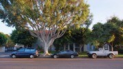 241 Avocado St Costa Mesa CA Apartments