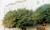 275 Grattan St Apartments
